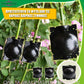 6 Τεμάχια Αποσπώμενα Γλαστράκια Για Πολλαπλασιασμό Φυτών & 20 Κλιψάκια Στήριξης Αναρριχώμενων Φυτών (10 Μικρά & 10 Μεγάλα)